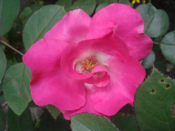 Close-up Hermosa rosa rosa en un jardín . — Foto de Stock