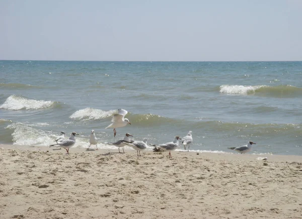 Blue sky sandy beach, blue sea and seagulls — Stock Photo, Image