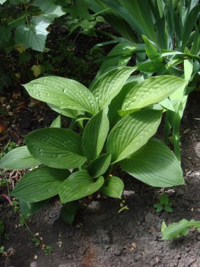 Yeşil hosta (Hosta lancifolia) yaz bahçesinde bırakır. Yeşil yaşam kavramı