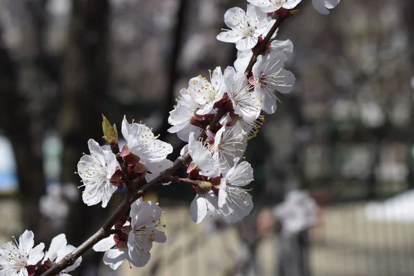 Primavera florescendo sakura cereja flores ramo — Fotografia de Stock