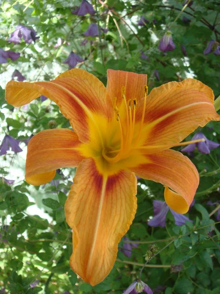 Bright orange lily flowers in the sunny garden, soft selective focus. Full blooming of deep orange asiatic lily in summer flower garden. Bright orange and green beautiful asiatic macro