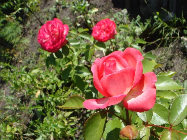 Close-up Hermosa rosa en un jardín. Hermosa rosa rosa delicada en flor sobre un fondo verde oscuro. Concepto de amor en el día de San Valentín — Foto de Stock