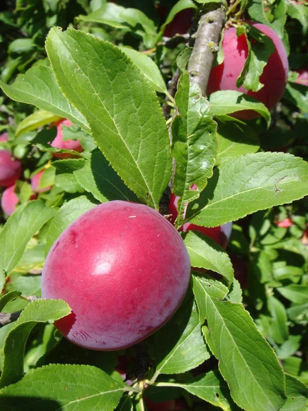 Primer plano de deliciosas ciruelas maduras en la rama del árbol en el jardín —  Fotos de Stock