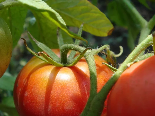 Tomates vermelhos no jardim. — Fotografia de Stock