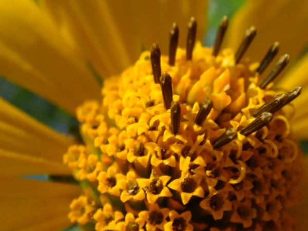 Tournesol maxicain Macro shot, fond de fleur jaune — Photo