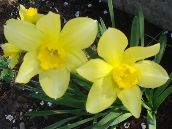 Gran cantidad de flores narcisas amarillas que crecen bajo el sol de primavera —  Fotos de Stock