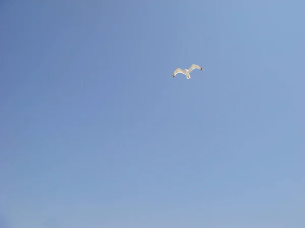 Cielo azul y gaviota, vuelo de gaviota, gaviota salvaje, ave marina —  Fotos de Stock