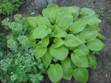 Yeşil hosta (Hosta lancifolia) yaz bahçesinde bırakır. Yeşil yaşam kavramı