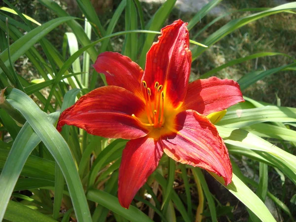 Närbild av blommande blomma av röd lilja växer vackert i trädgården — Stockfoto