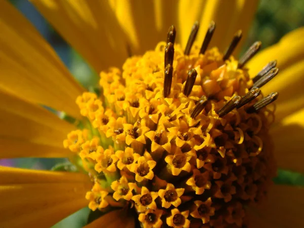 Makroaufnahme maxikanische Sonnenblume, gelber Blumenhintergrund — Stockfoto