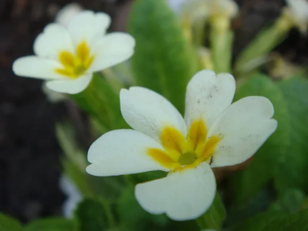 Wild White Primrose (Primula vulgaris) på stenarna i trädgården — Stockfoto