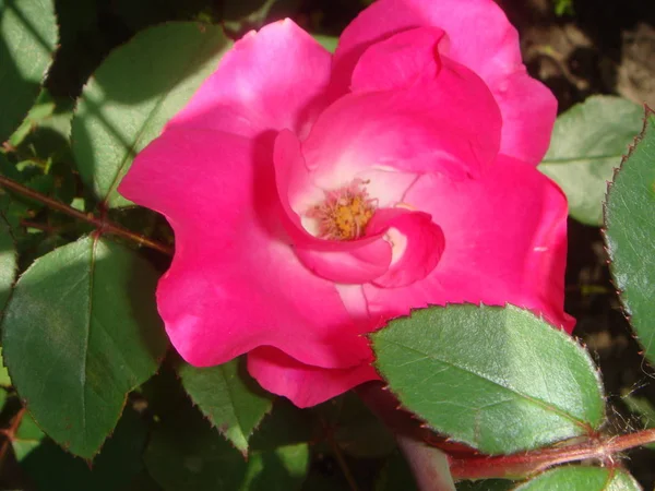 Close-up Rosa bonita rosa em um jardim . — Fotografia de Stock