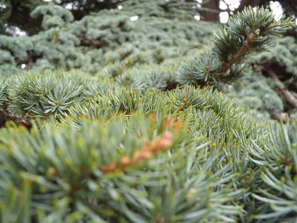 FIR Tree Branch med en ny koner. Unga röda grankottar på filialen. — Stockfoto