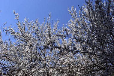 Kiraz Ağacı Çiçeklerbahar Çiçeği