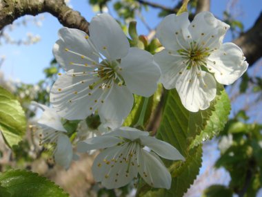 Yeşil yaprakları, doğal çiçek Mevsimlik arka plan ile bahar zamanında kiraz çiçekleri çiçek