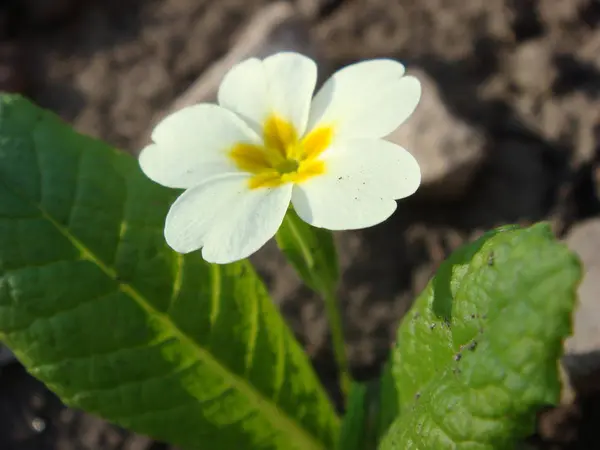 Дикая белая примула (primula vulgaris) на камнях в саду — стоковое фото