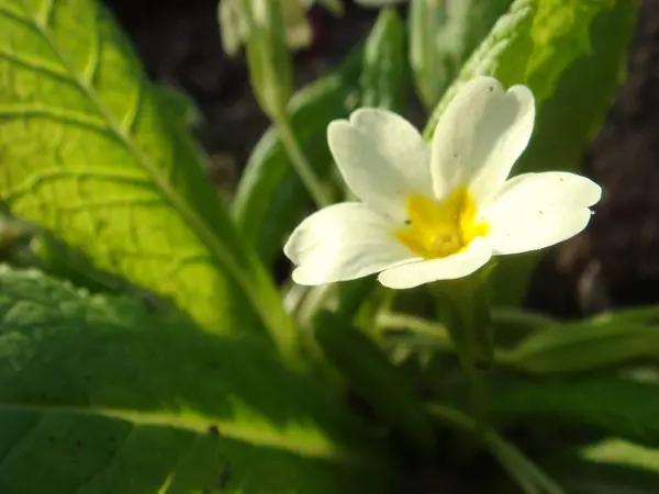 Bahçedeki taşlarda yabani beyaz çuha çiçeği (primula vulgaris) — Stok fotoğraf