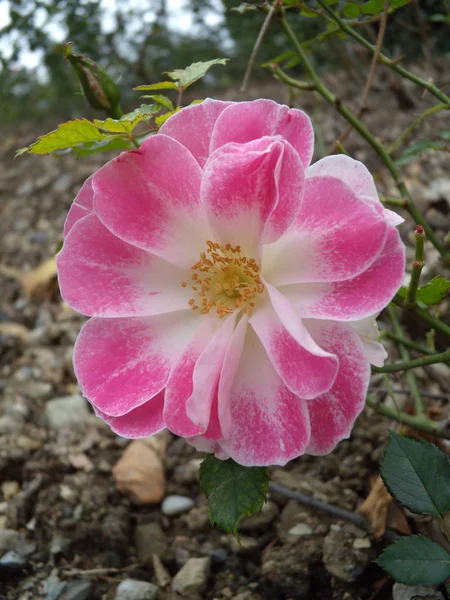 Zblízka nádherná růžová růže v zahradě. Krásná kvetoucí jemná růžová růže na tmavě zeleném pozadí. Koncept lásky v Valentýna — Stock fotografie