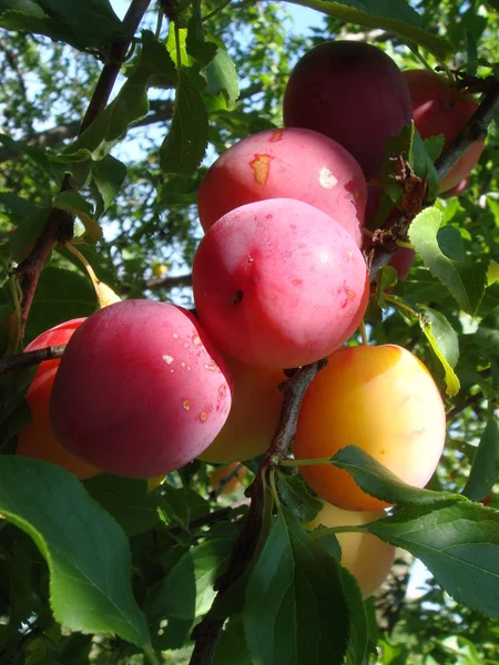 Primer plano de deliciosas ciruelas maduras en la rama del árbol en el jardín —  Fotos de Stock