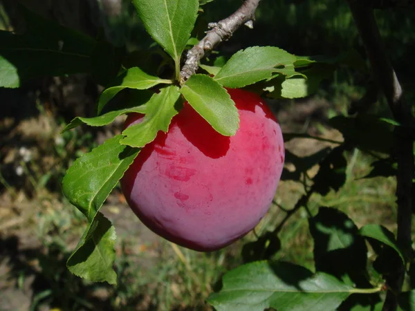Frutos de ameixa vermelha no ramo com folhas verdes crescendo no jardim. Ameixa no ramo . — Fotografia de Stock