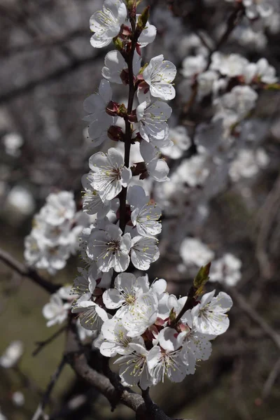 Spring blooming sakura cherry flowers branch — Stock Photo, Image