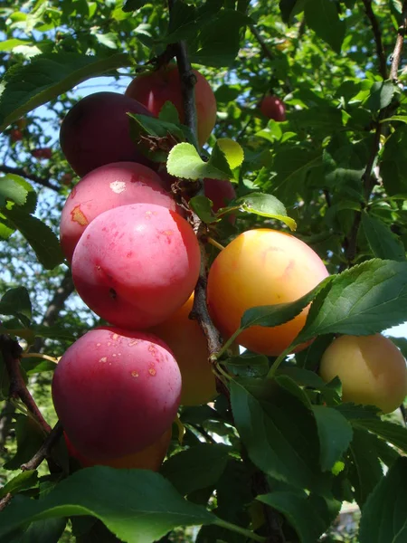 Closeup of delicious ripe plums on tree branch in garden — Stock Photo, Image
