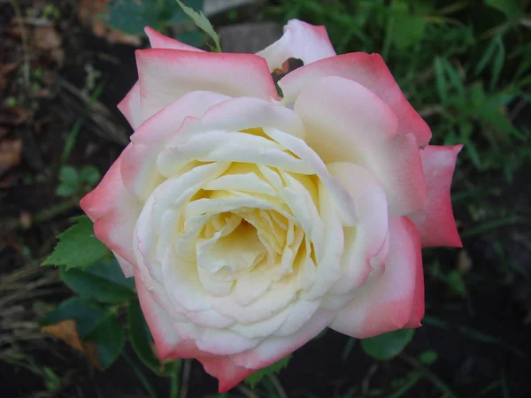 Close-up Hermosa rosa en un jardín. Hermosa rosa rosa delicada en flor sobre un fondo verde oscuro. Concepto de amor en el día de San Valentín — Foto de Stock