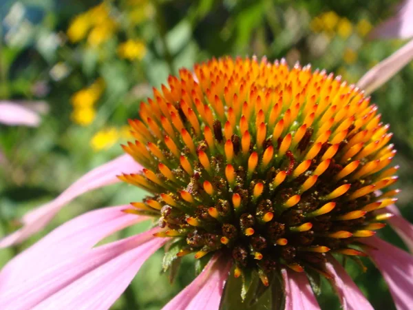 Echinacea kwiat przed miękkim kolorowym tle bokeh. Różowy kwiat Echinacea w ogrodzie. Roślina ziołowa. Echinacea purpurea — Zdjęcie stockowe