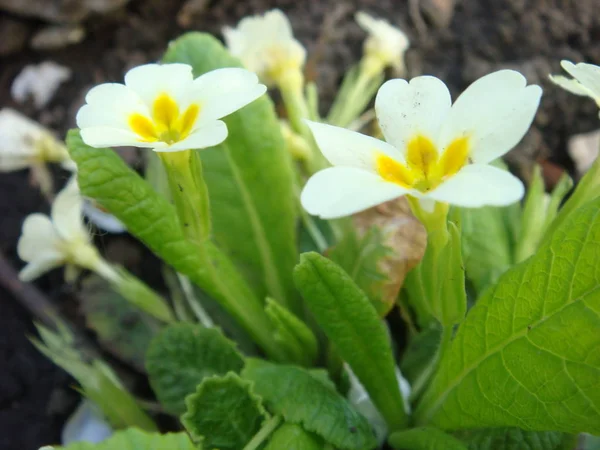 Wild white primrose (primula vulgaris) on the stones in the garden — Stock Photo, Image