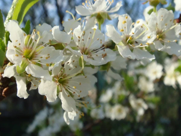 Cherry blossom closeup. — Stock Photo, Image