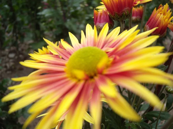Bouquet de chrysanthèmes rouge-jaune. Annuels chrysanthème fond automne carte. Fond floral dans le jardin. Fleurs orange et rouge en naturel avec flou de fond frais — Photo