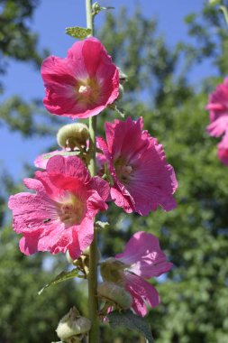 Çiçekli ebegümecinin büyük pembe ve kırmızı narin çiçekleri