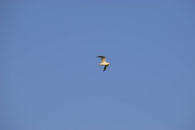 Denizüzerinde uçan mavi gökyüzünde martı.