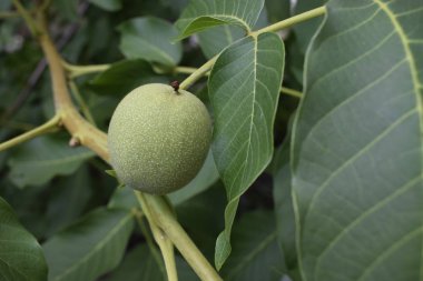 Yeşil fındık ile şube