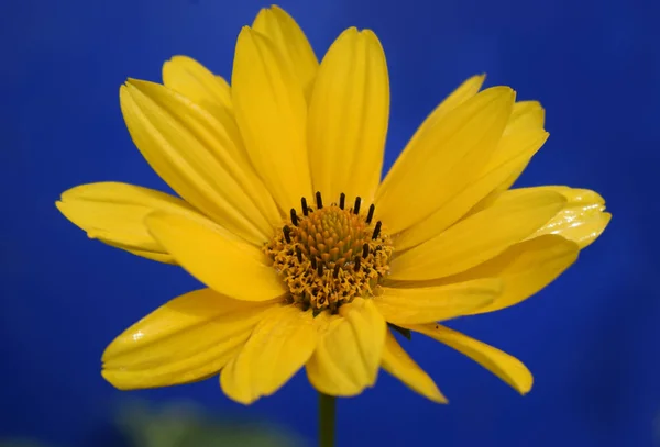 Flor de margarida amarela (heliopsis) no fundo azul profundo . — Fotografia de Stock