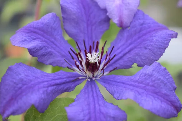A lila klematisz virág, klematisz viticella virágzik — Stock Fotó