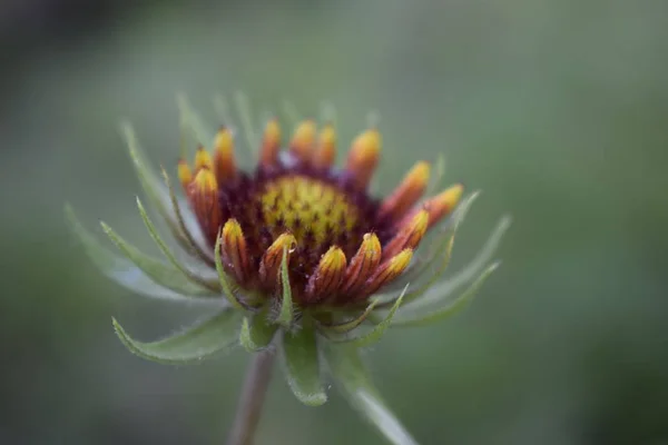 Gaillardia blomma knopp på suddig bakgrund. — Stockfoto