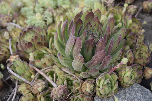 Miniature succulent plant. Top view of green cactus flower in closeup picture. — Stock Photo, Image