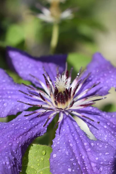 Clematis with rain drops. The colors of spring — Stock Photo, Image