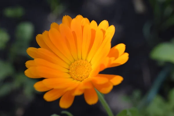 Hermosa caléndula en el jardín. Flores de caléndula naranja . — Foto de Stock