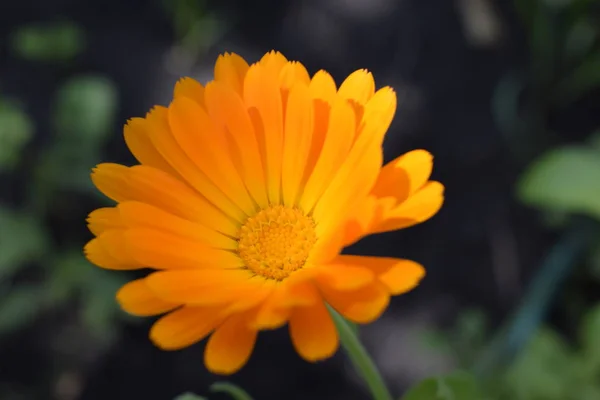 Piękne Calendula w ogrodzie. Pomarańczowe Kwiaty nagietka. — Zdjęcie stockowe