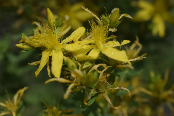 Tutsan hypericum planta herbal que florece en un campo en verano . —  Fotos de Stock