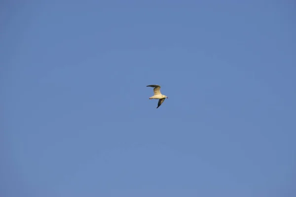 Чайка в блакитному небі, що летить над морем. — стокове фото
