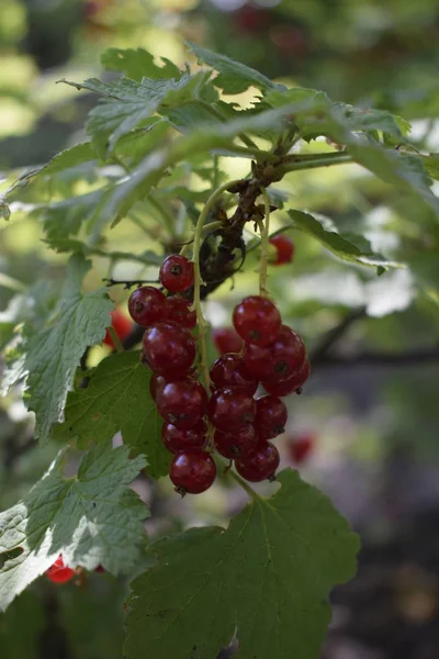 Mogna röda vinbär i trädgården närbild som bakgrund. — Stockfoto