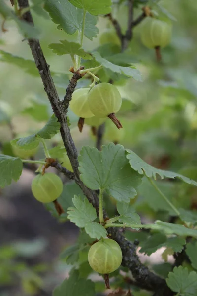 Odla ekologiska bär Närbild på en gren av krusbär Bush — Stockfoto