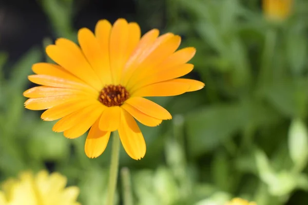 Hermosa caléndula en el jardín. Flores de caléndula naranja . — Foto de Stock