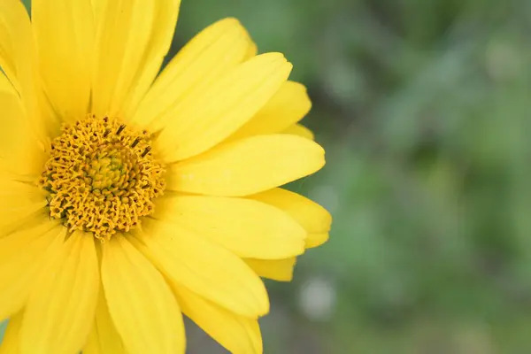 Brillante flor soleada, amarillo, macro , —  Fotos de Stock
