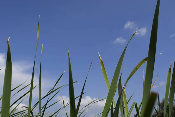 Зелена трава на тлі блакитного неба крупним планом. вибірковий фокус — стокове фото