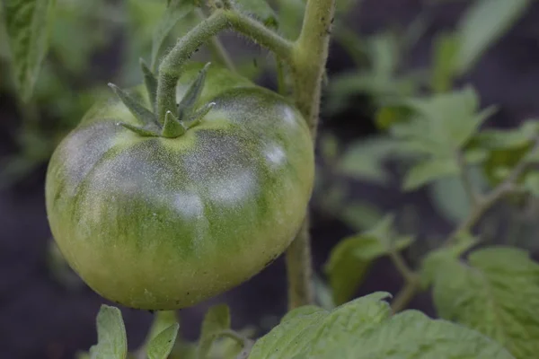 Des tomates vertes. Concept d'agriculture. — Photo