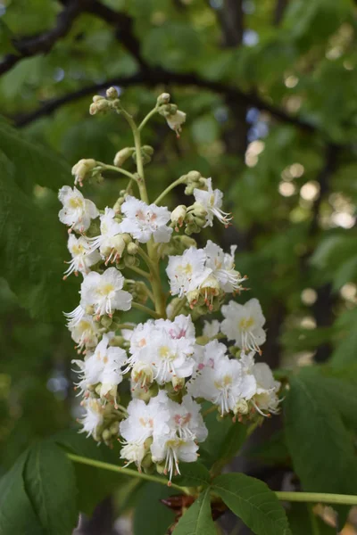 马栗花在春天开花. — 图库照片